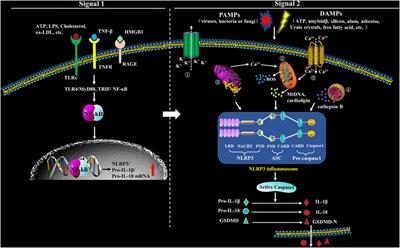 NLRP3-Mediated Inflammation in Atherosclerosis and Associated Therapeutics